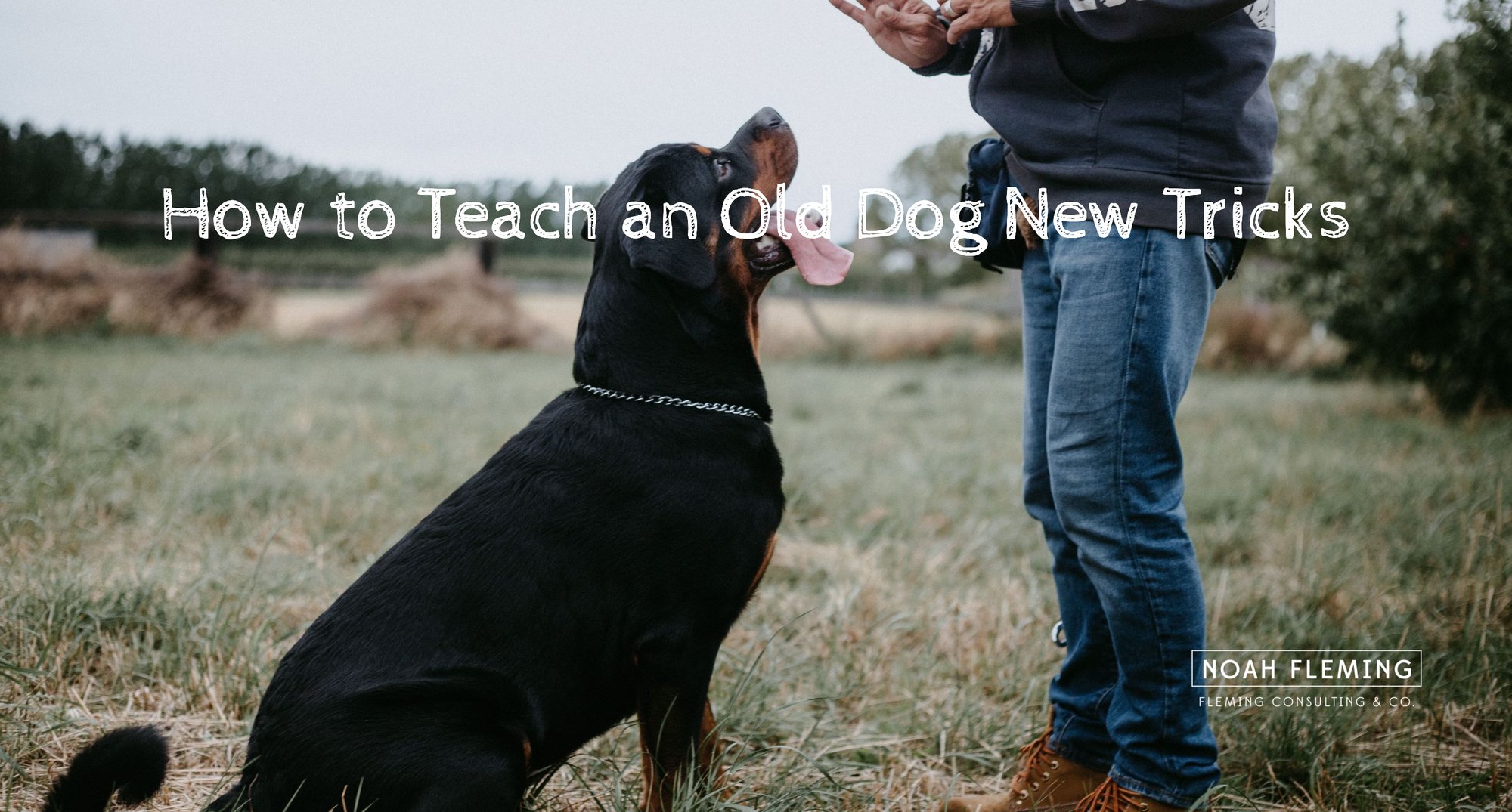 How To Teach An Old Dog New Tricks